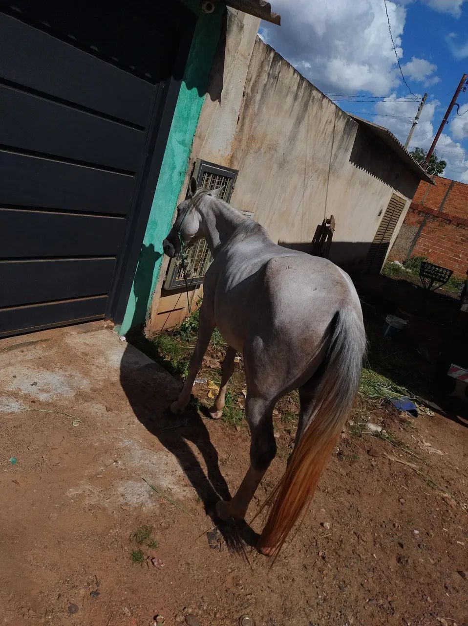 Égua mansa  - Foto 2