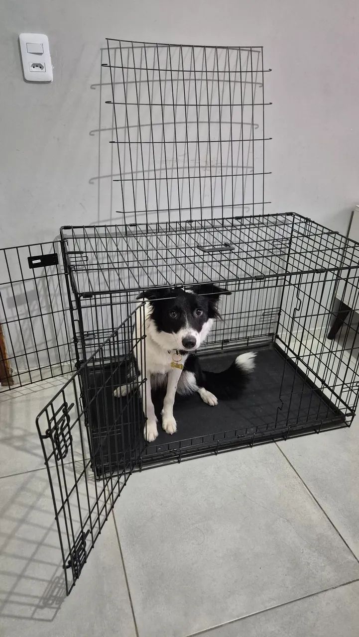 Caixa de cachorro médio porte NOVA - Foto 4