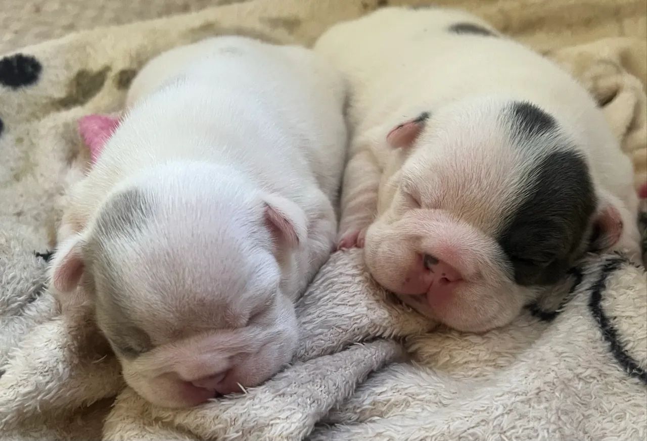 Bulldog Francês  - Foto 2
