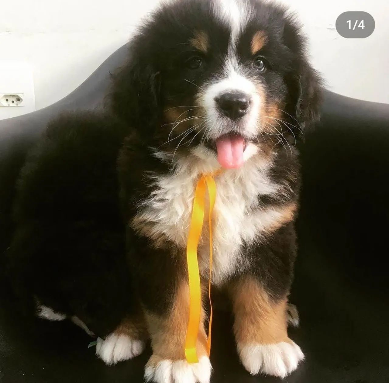 Bernese Mountain Pedigree e Microchip 