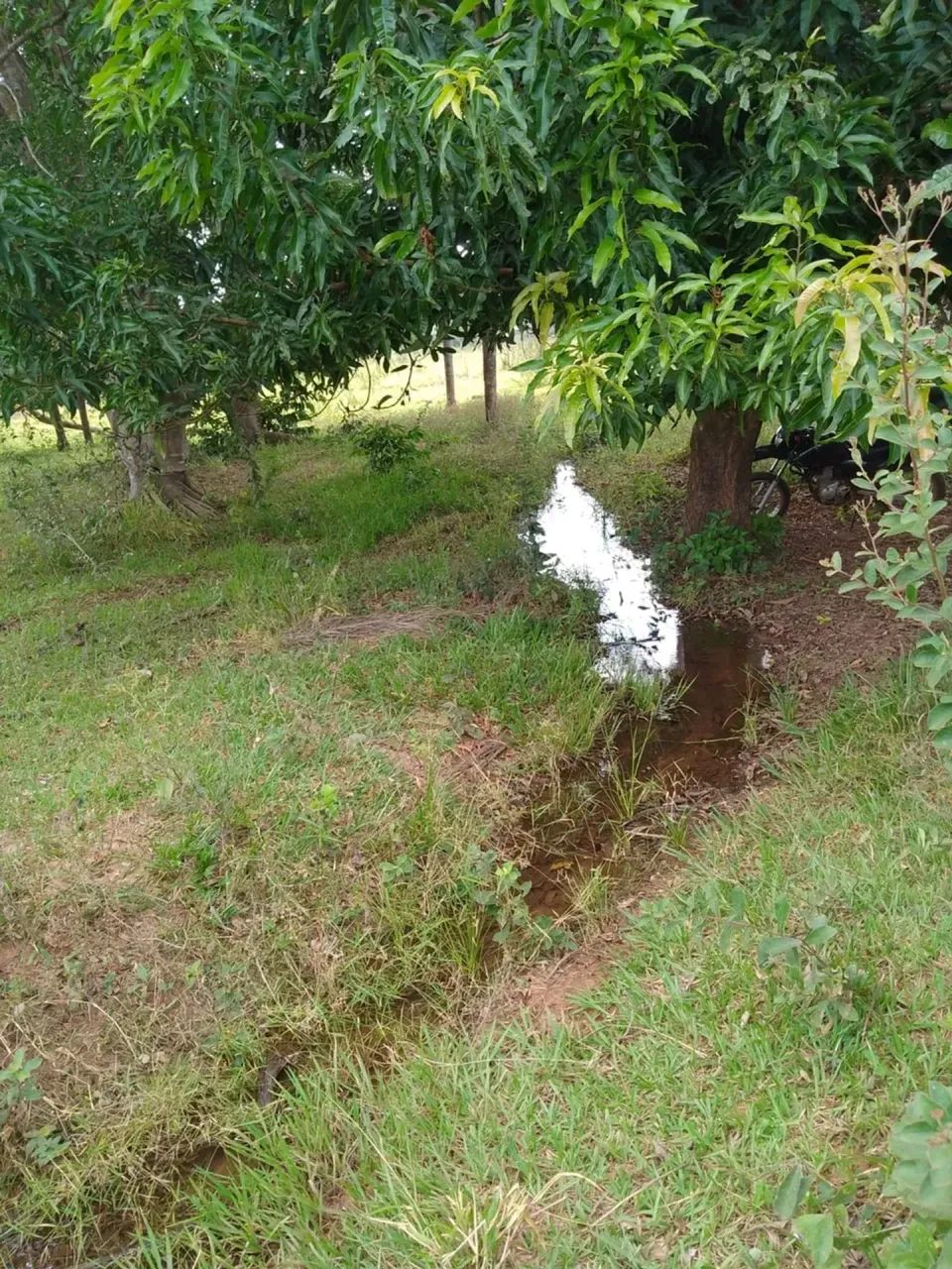 CÓD219  Chácara 15 ha | Nova Canaã  Terenos/MS - Foto 4