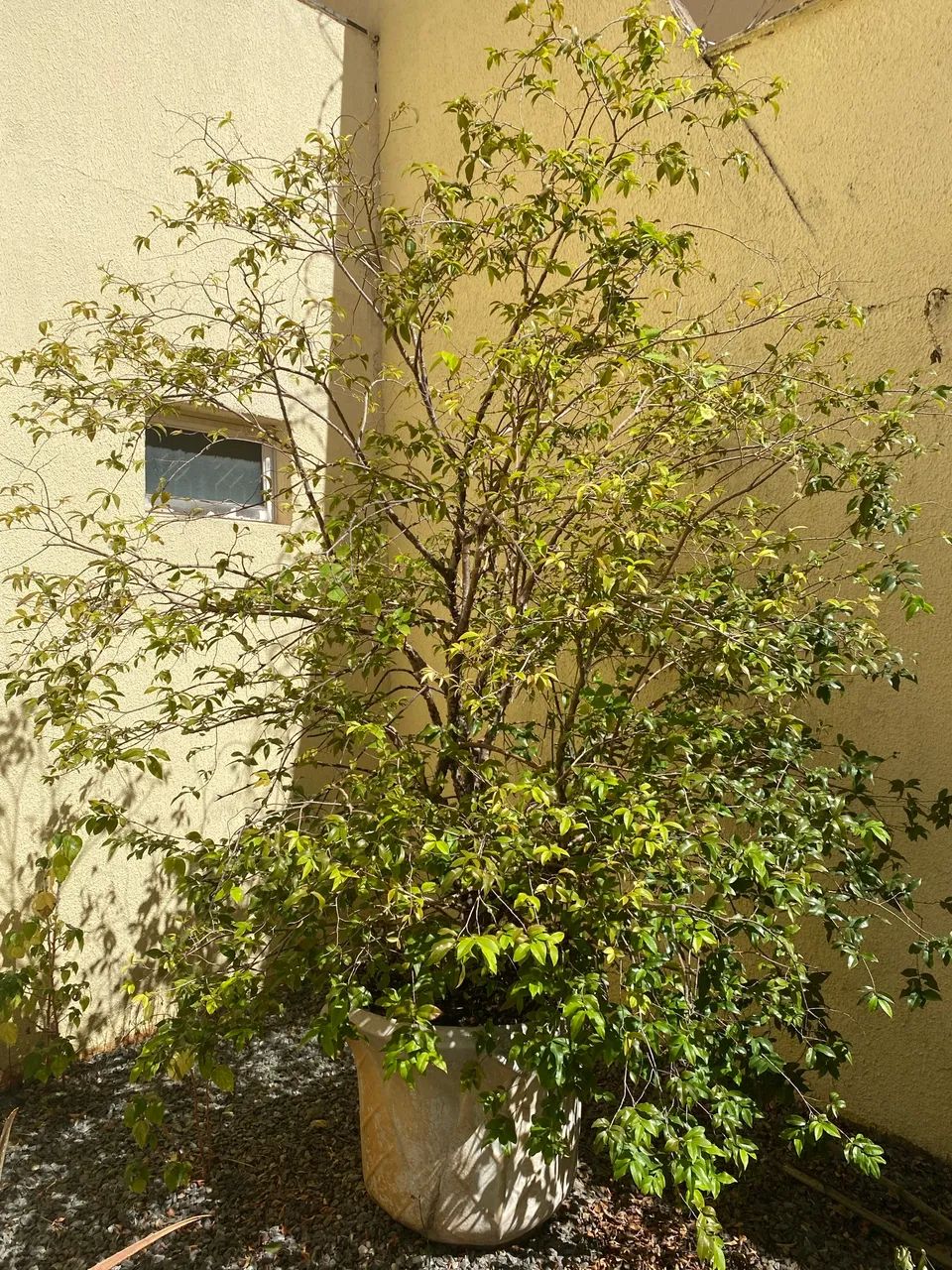 Jabuticabeira com vaso - Foto 2