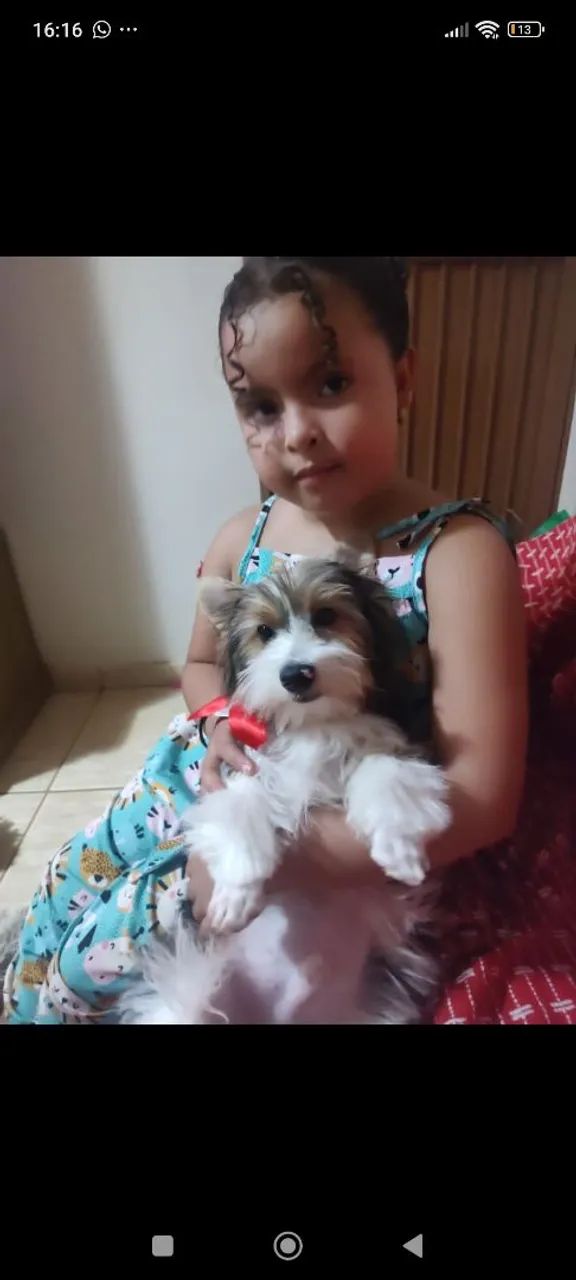 Vendo lindos caesinhos da raça Biewer terrier, são 2 feminhas e 1 machinho.  - Foto 2