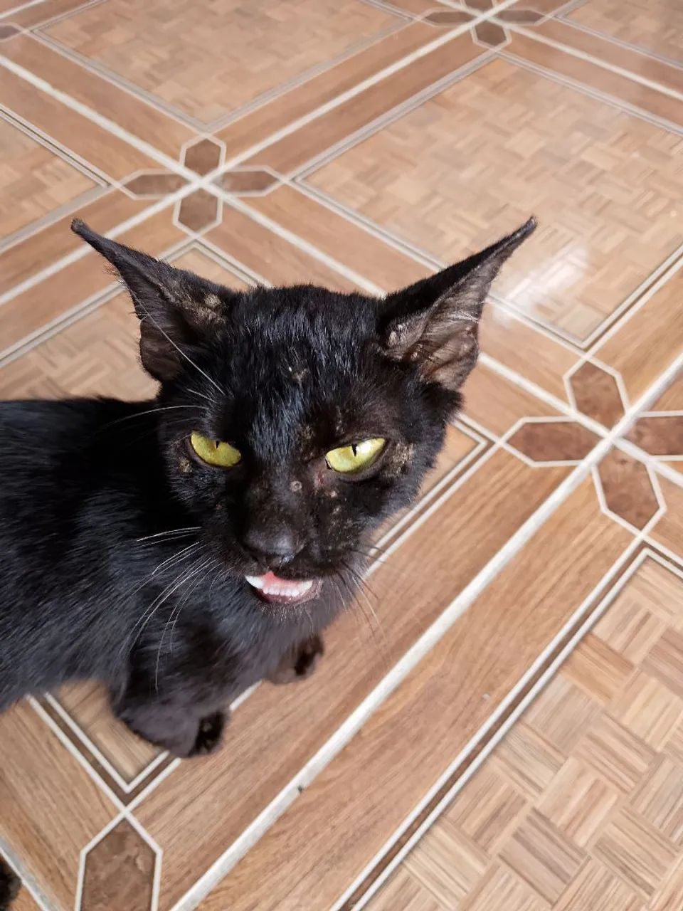Gata doação - Foto 2