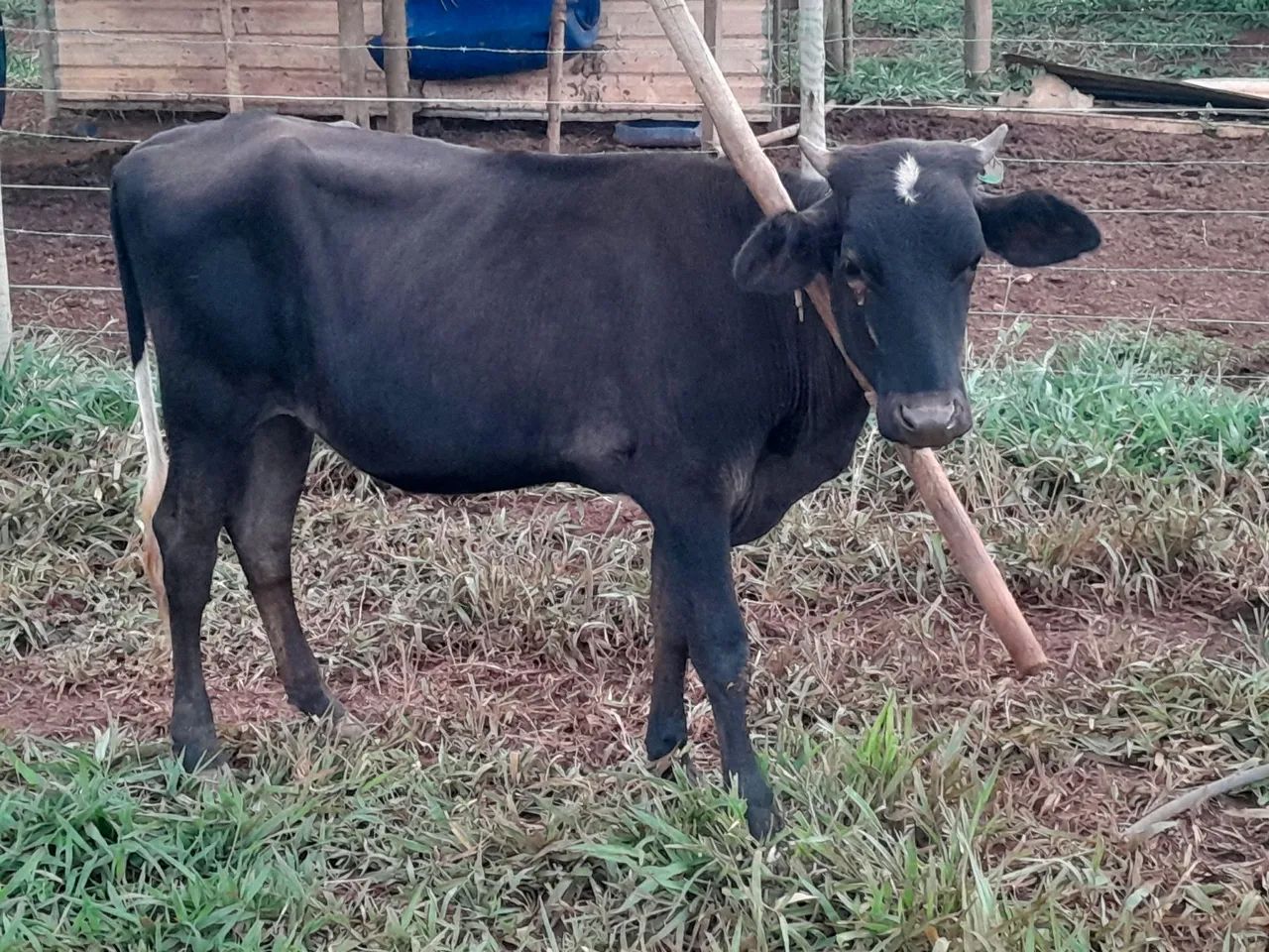  Uma novilha e duas bezerras - Foto 5