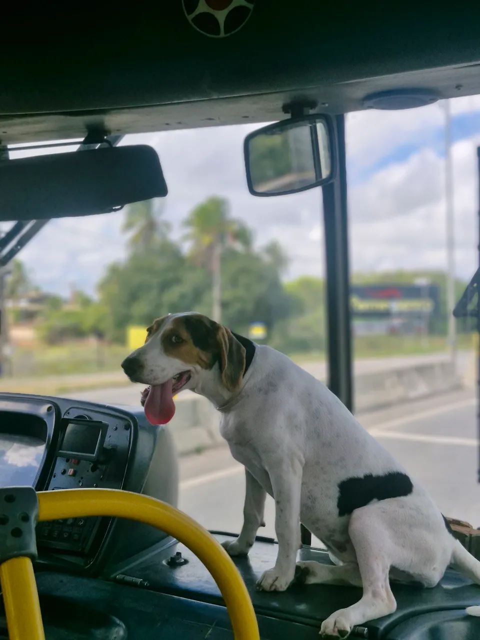 Vendo beagle  - Foto 3