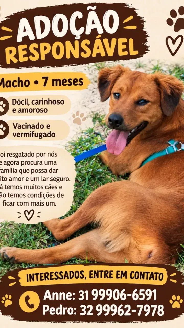 Cachorro 