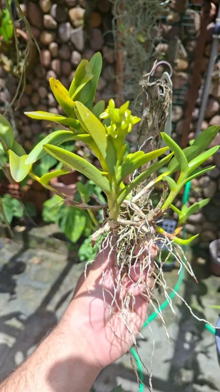 orquídeas de coleção - Foto 2