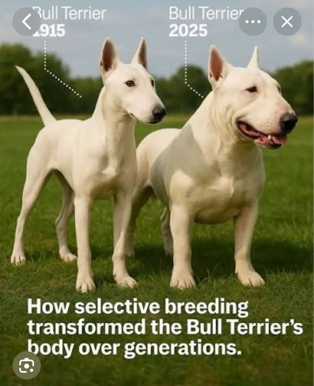 Bull terrier  - Foto 3