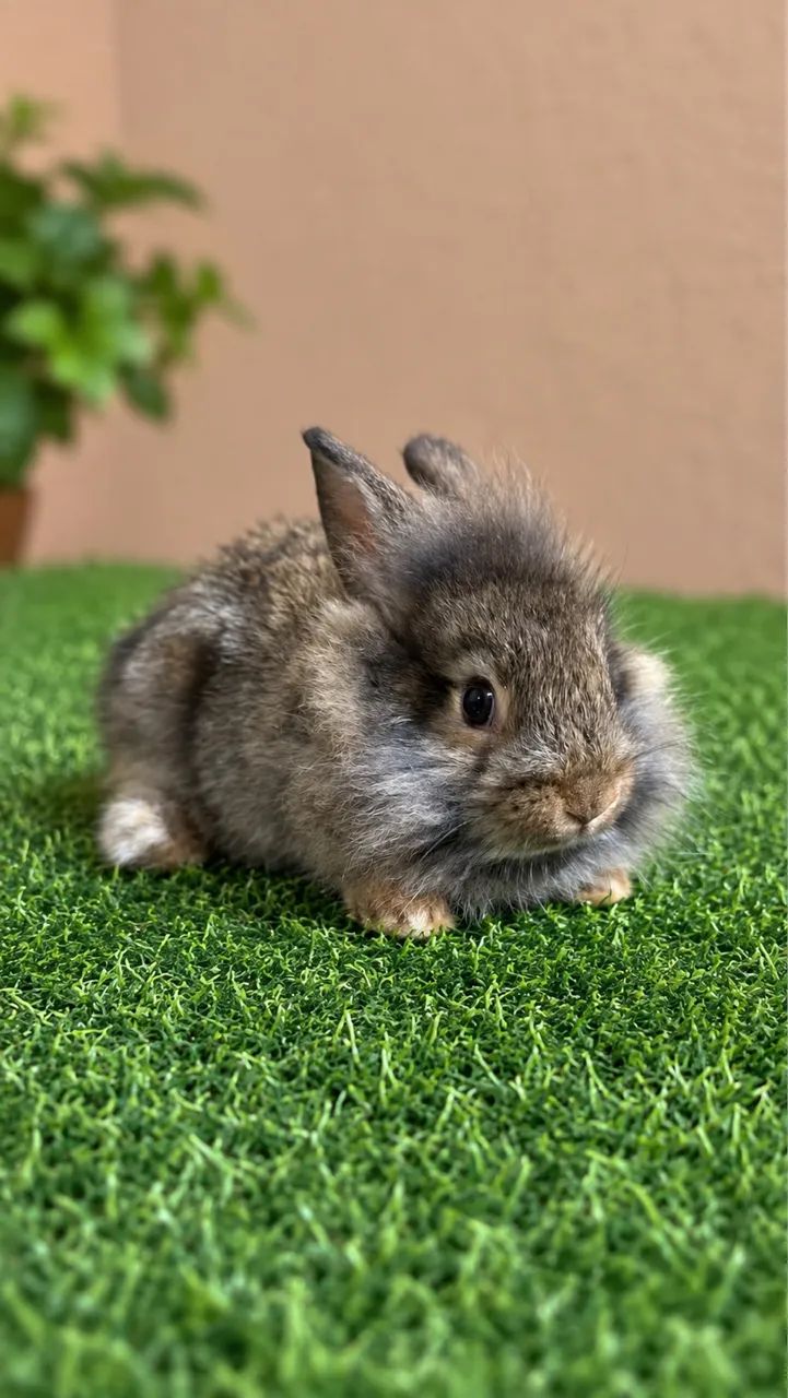 Coelhinhos mini lion e mini netherland  - Foto 3