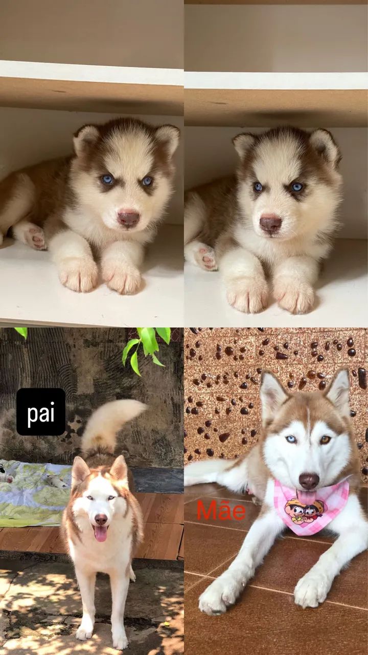 Husky Macho Filhote  - Foto 3