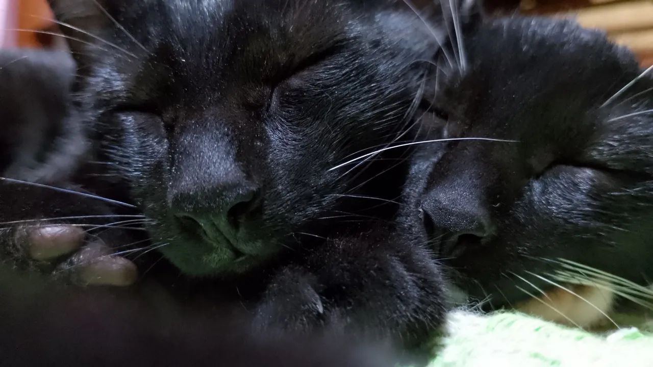Doação de gato - Foto 4