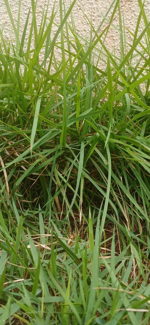 Roçada - mato - grama - terrenos - chácaras - Foto 3