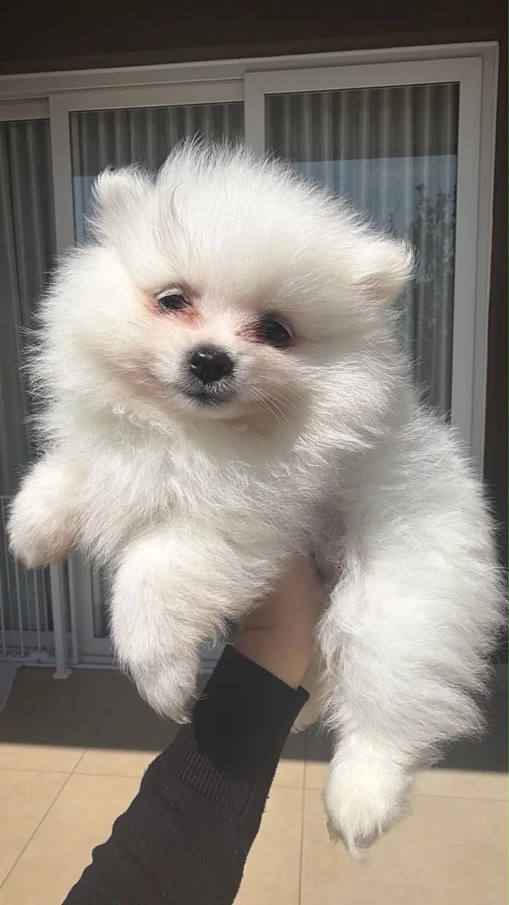 Vende-se Filhote Macho de Spitz Alemão 