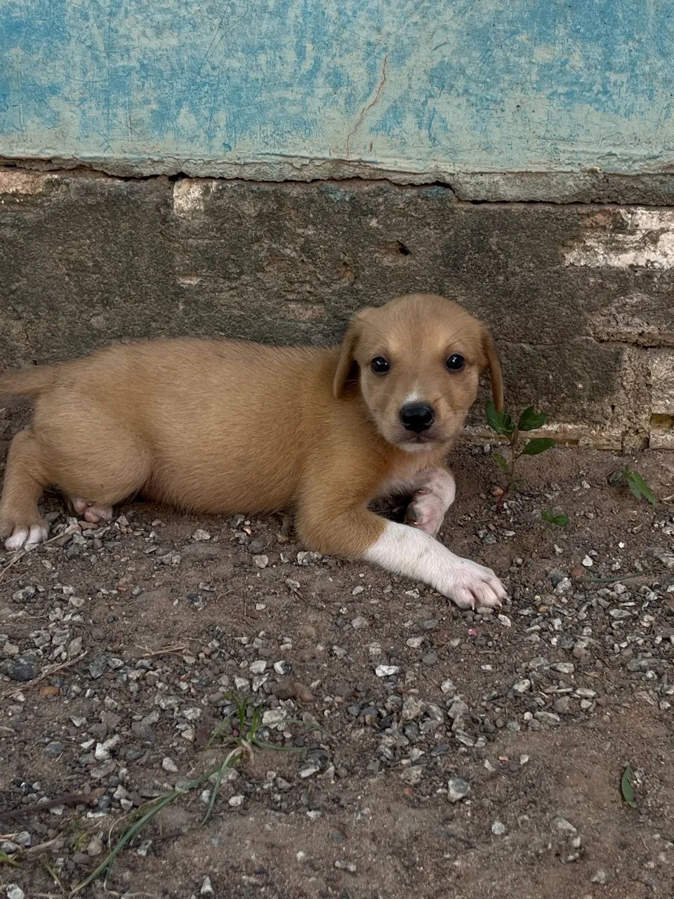 Adoção de filhote  - Foto 2