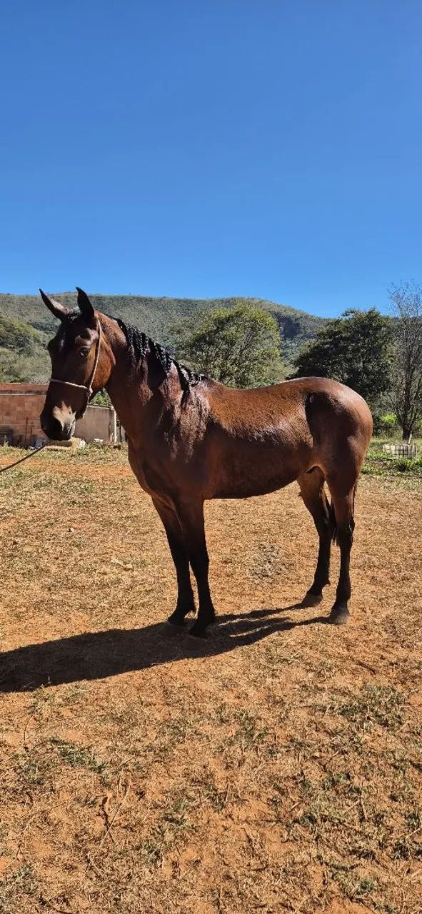 Vendo cavalo castrado! - Foto 2