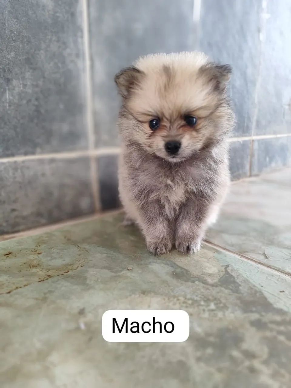 Lulu macho pronta entrega  - Foto 2