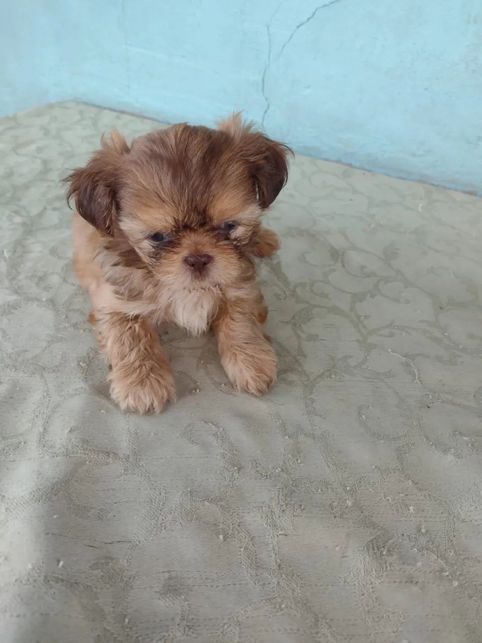 Shihtzu fêmea e macho 