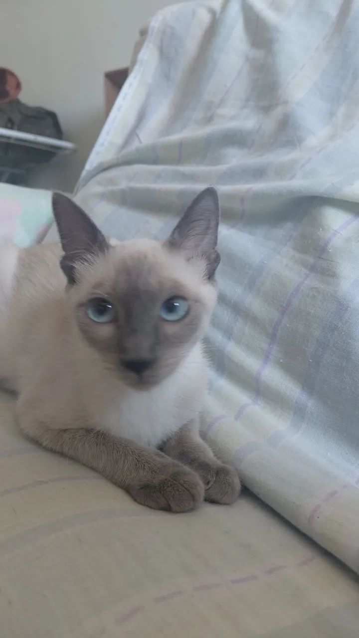 Adoção  Responsável  - Foto 4