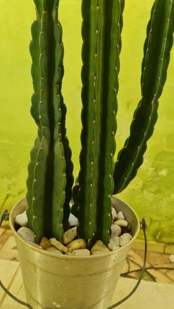 CACTOS MANDACARU  - Foto 2