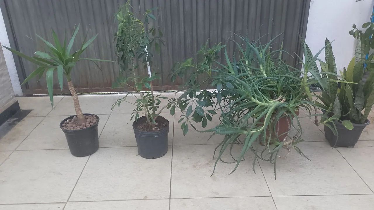 Desapego de combo de plantas 