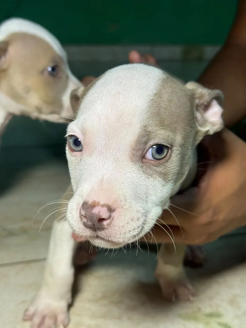 Filhote american bully 