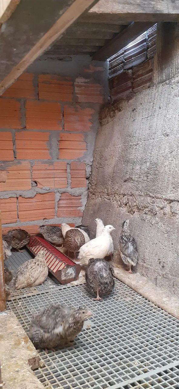 Codornas à venda