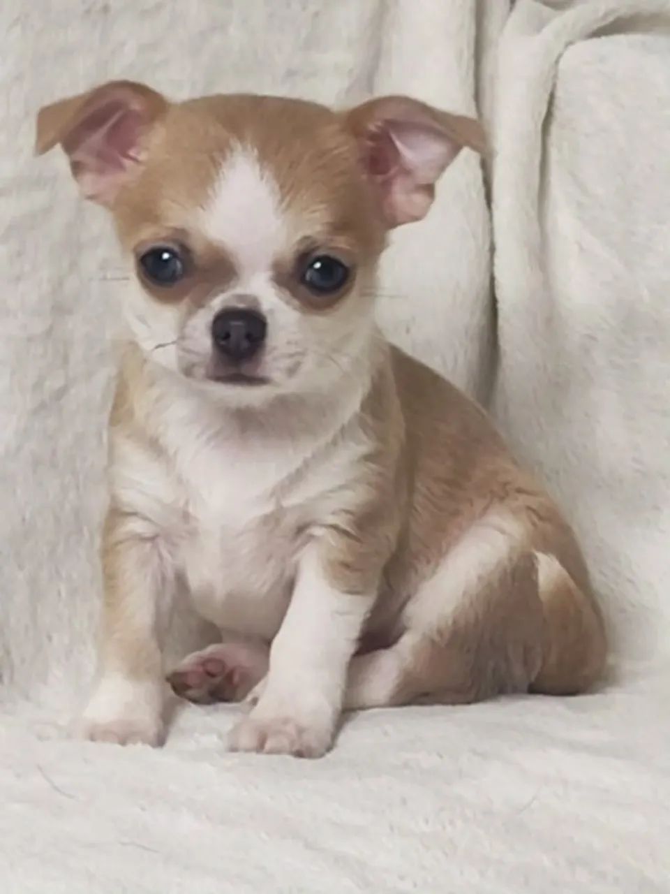Chihuahua que transforma seu lar completamente - Foto 2