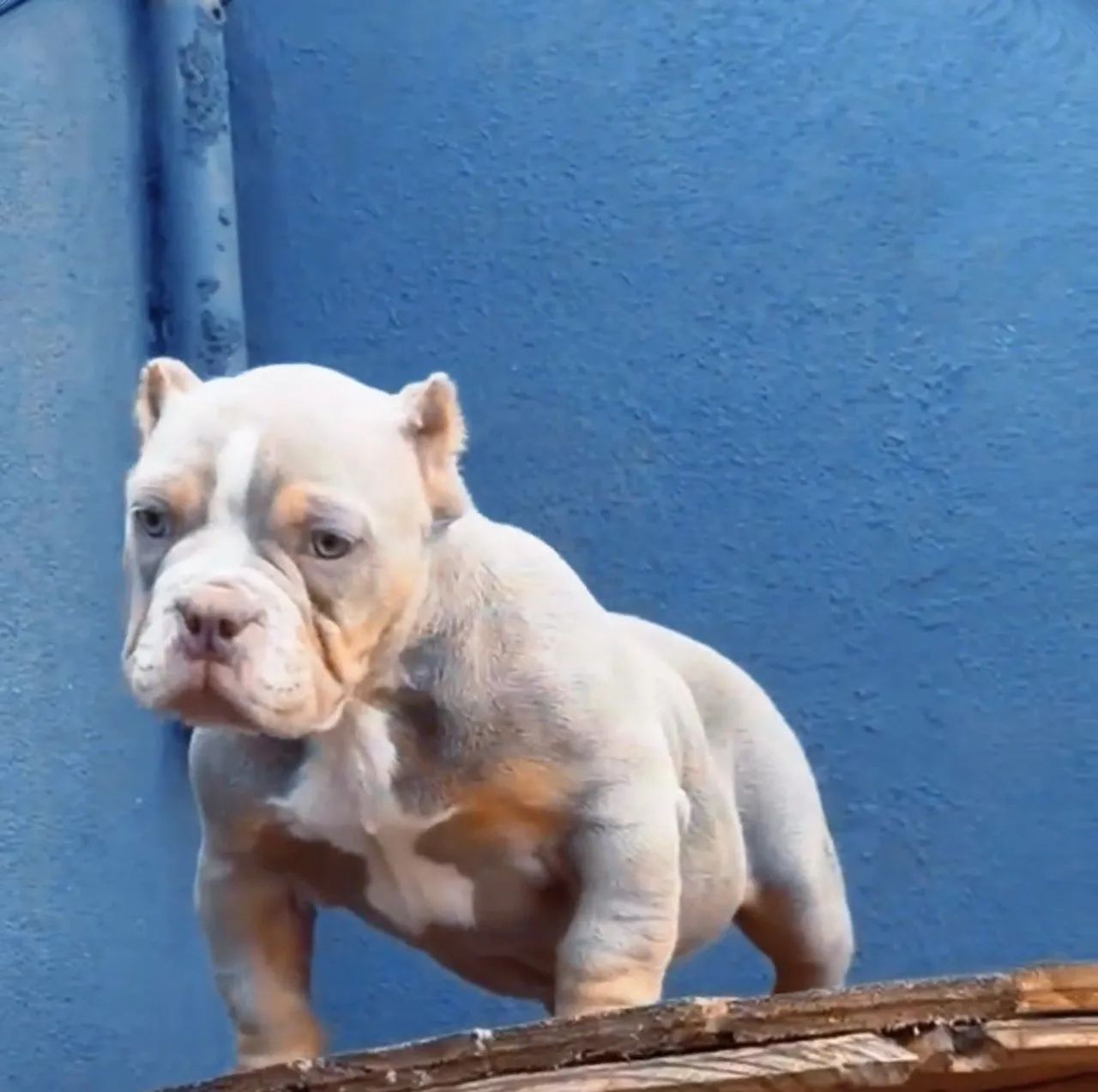 American bully micro macho - Foto 2