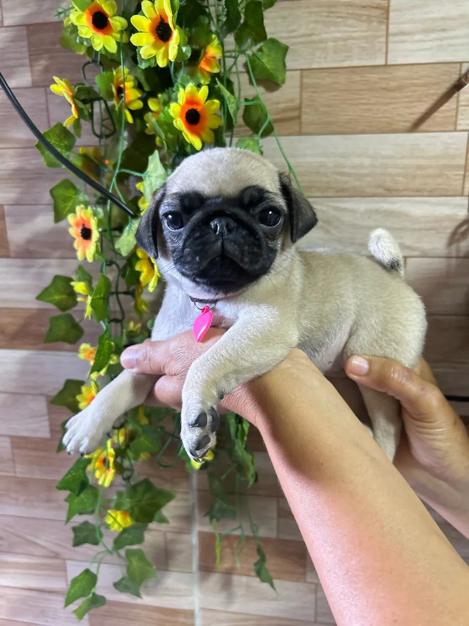 Cachorro pug 