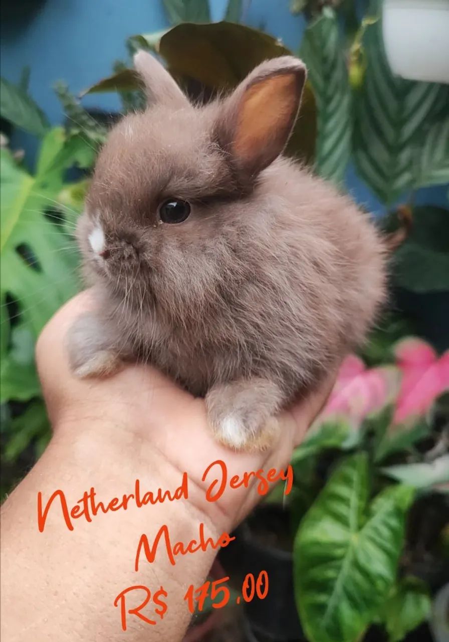 Mini Netherland Dwarf Rabbit