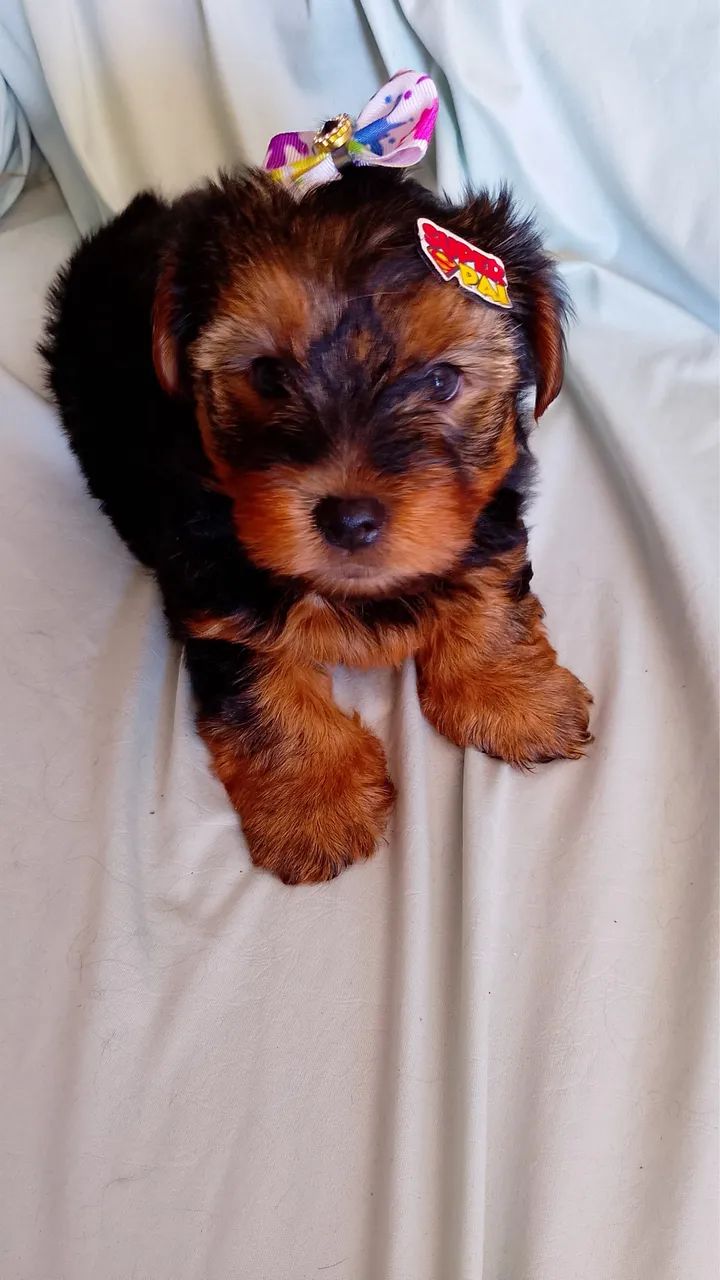Yorkshire terrier filhote - Foto 2