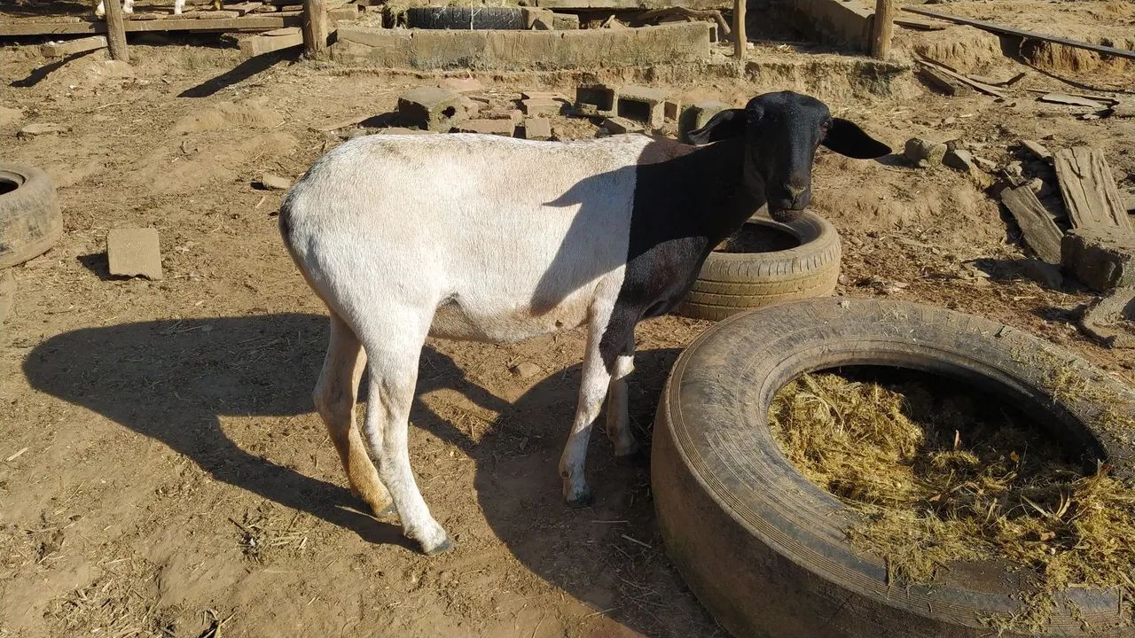 Carneira 