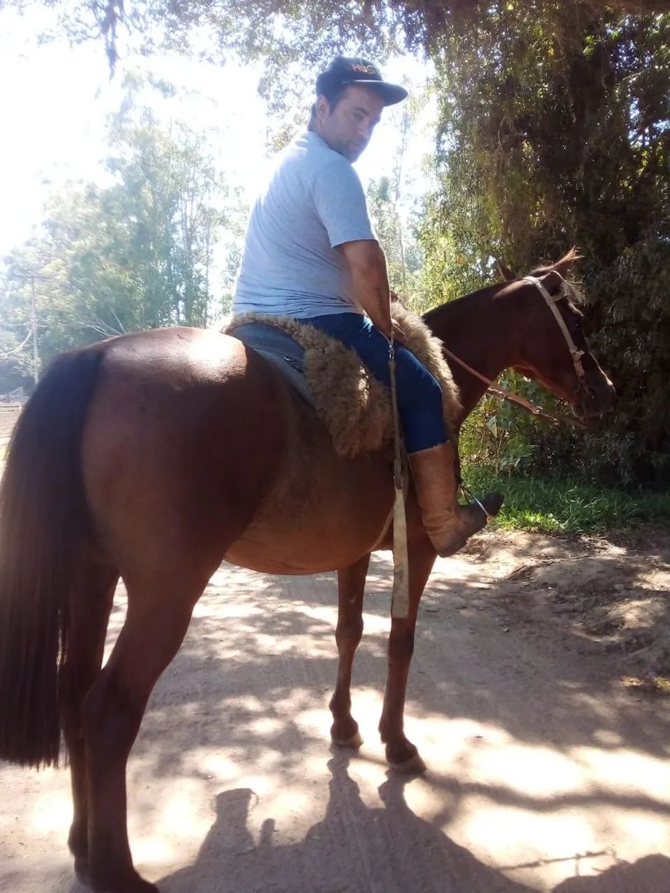 Cavalo quarto de milha com crioulo