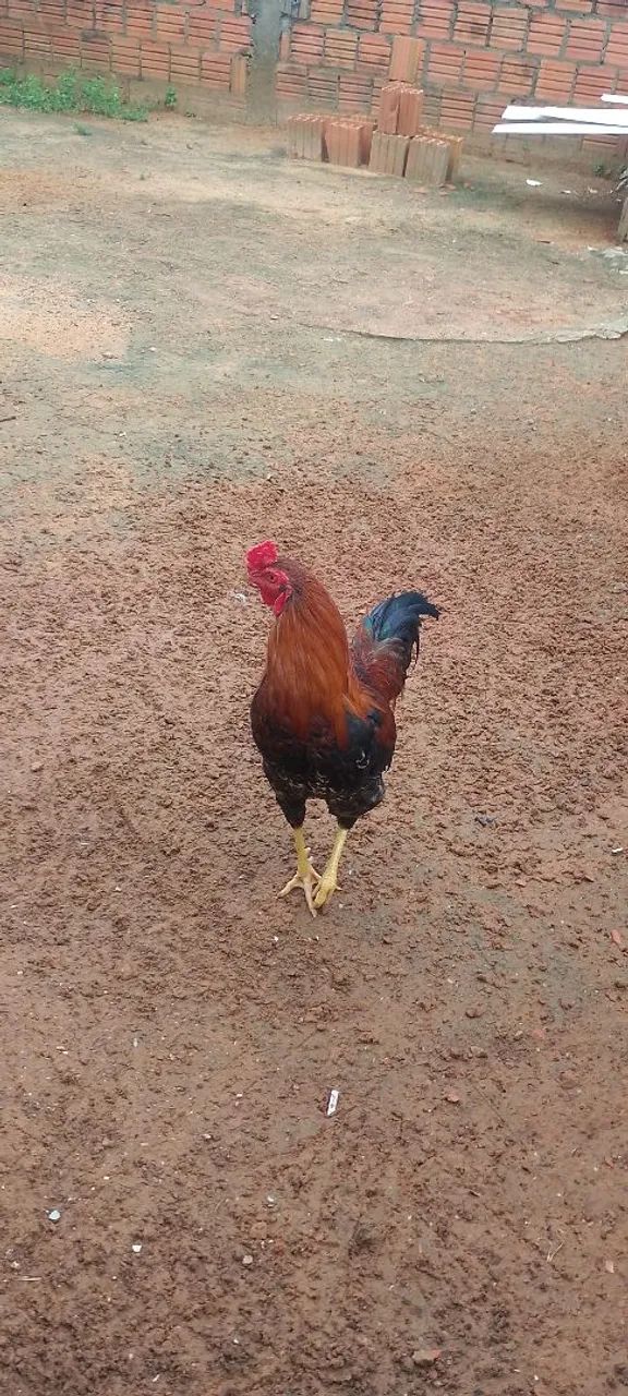 Frango Caipira  - Foto 5