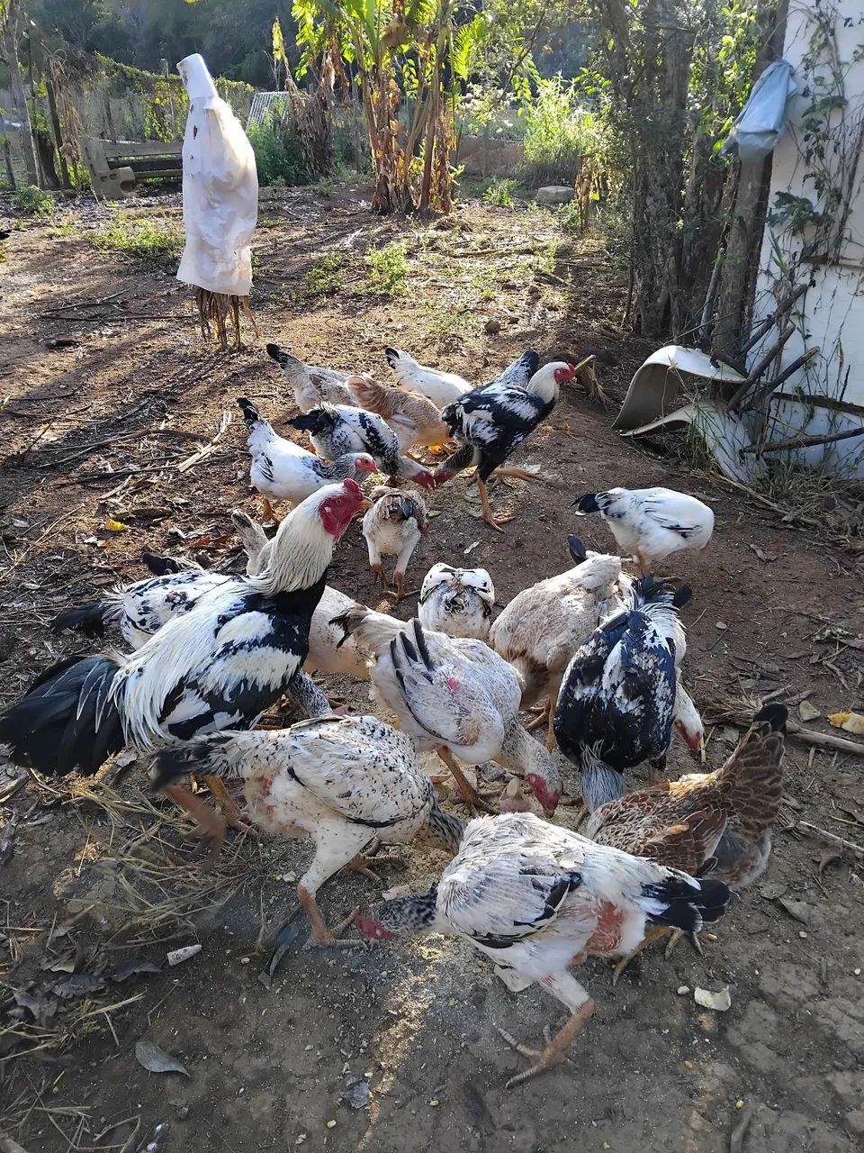 frango ,franga ,galo e galinha indios gigantes 