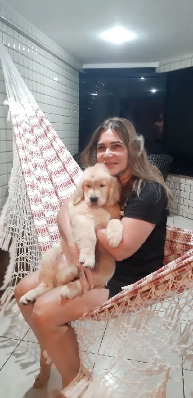 Golden Retriever filhotes  Excelente Linhagem - pedigree CBKC - Foto 3