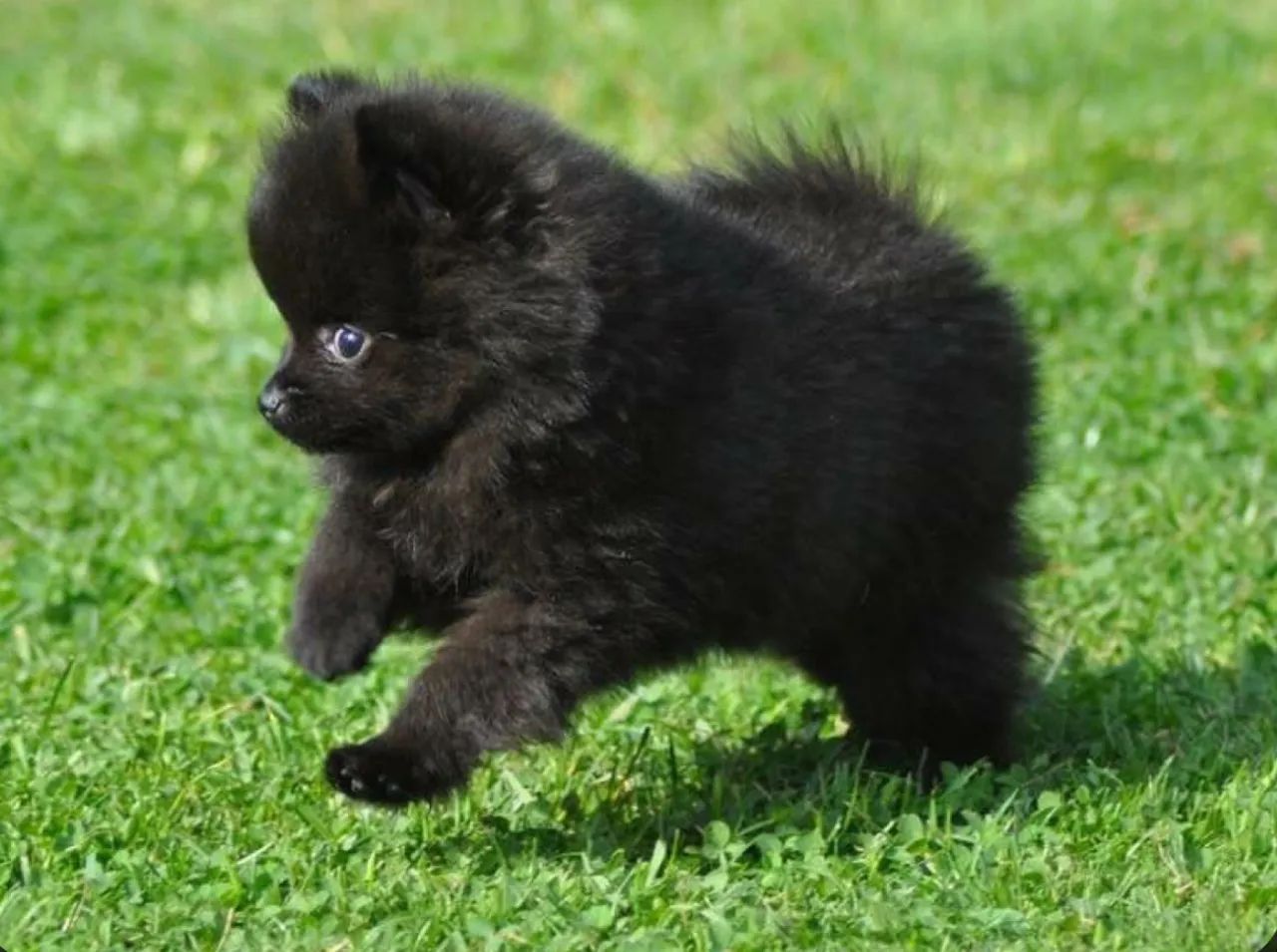 Filhote macho de Lulu da pomerania  - Foto 3