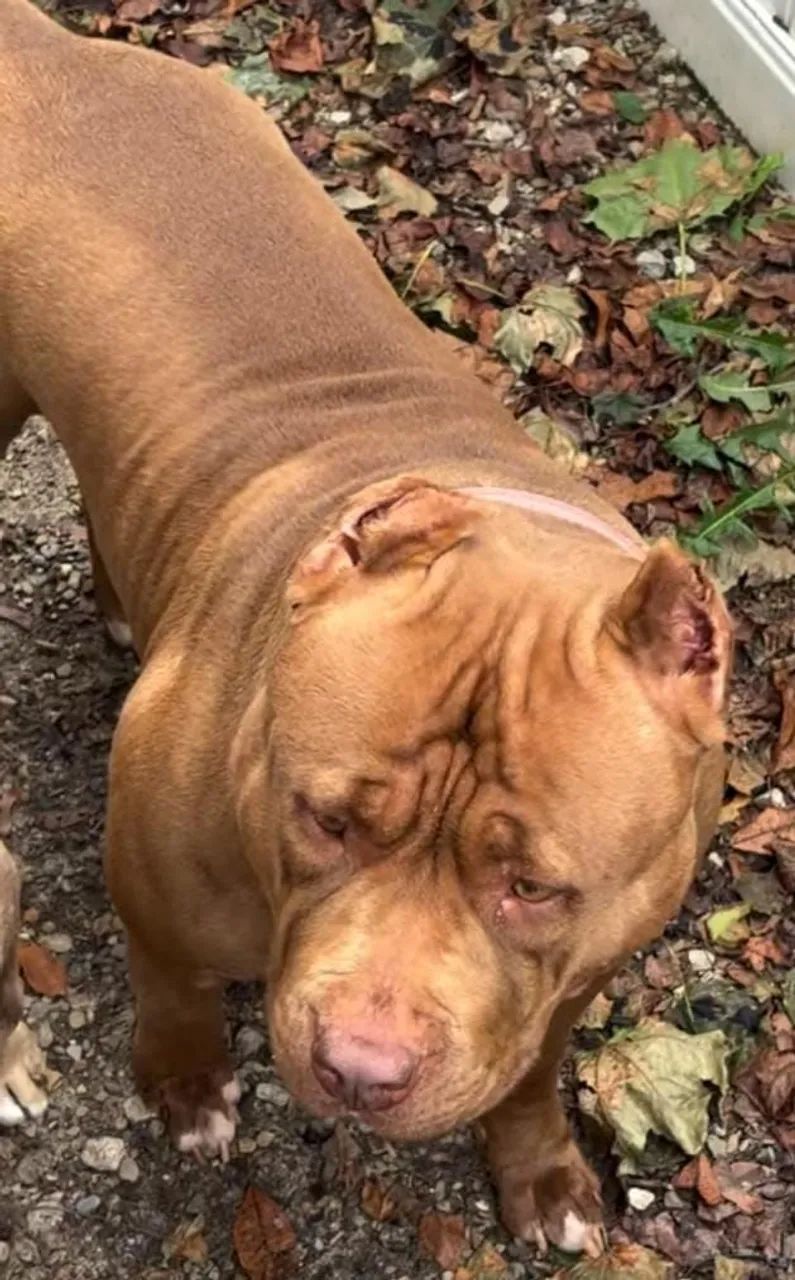 American Bully com Pit Monster  filhotes  - Foto 5
