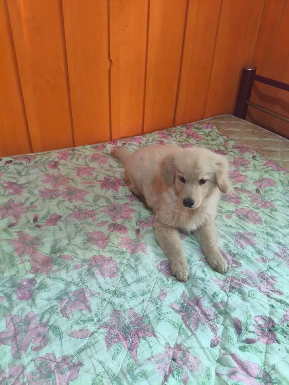 Golden Retriever  - Foto 2
