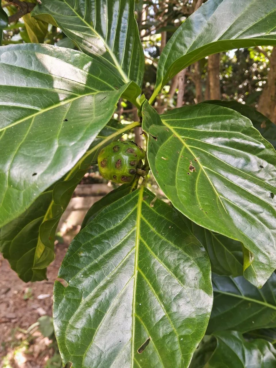 Muda de noni  - Foto 2