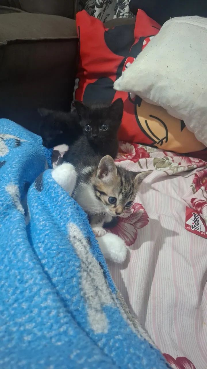 Dia gatinhas  - Foto 4