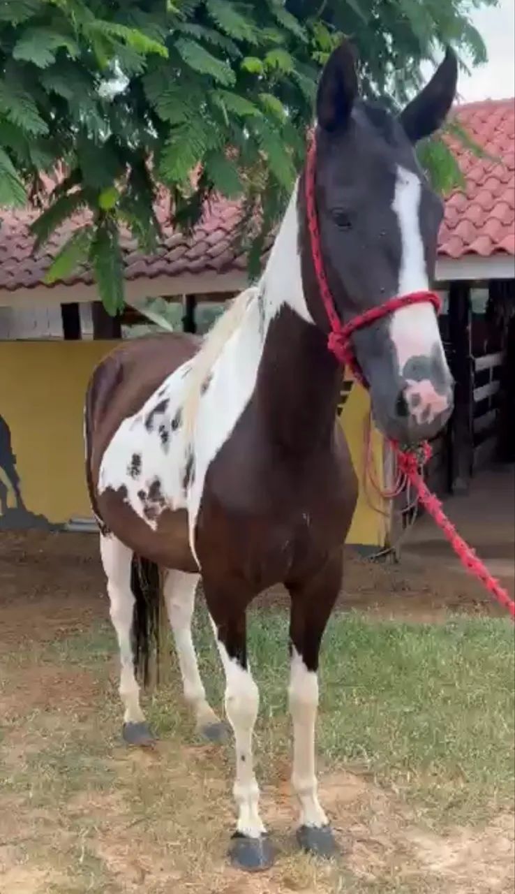 Briana VLA do Criatório RWS égua Mangalarga Paulista Homozigota 