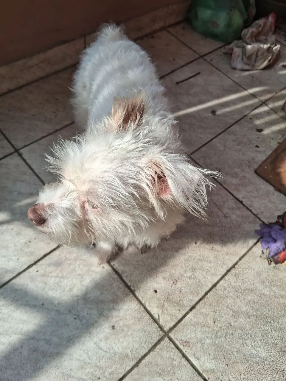 Cachorro doação  - Foto 3