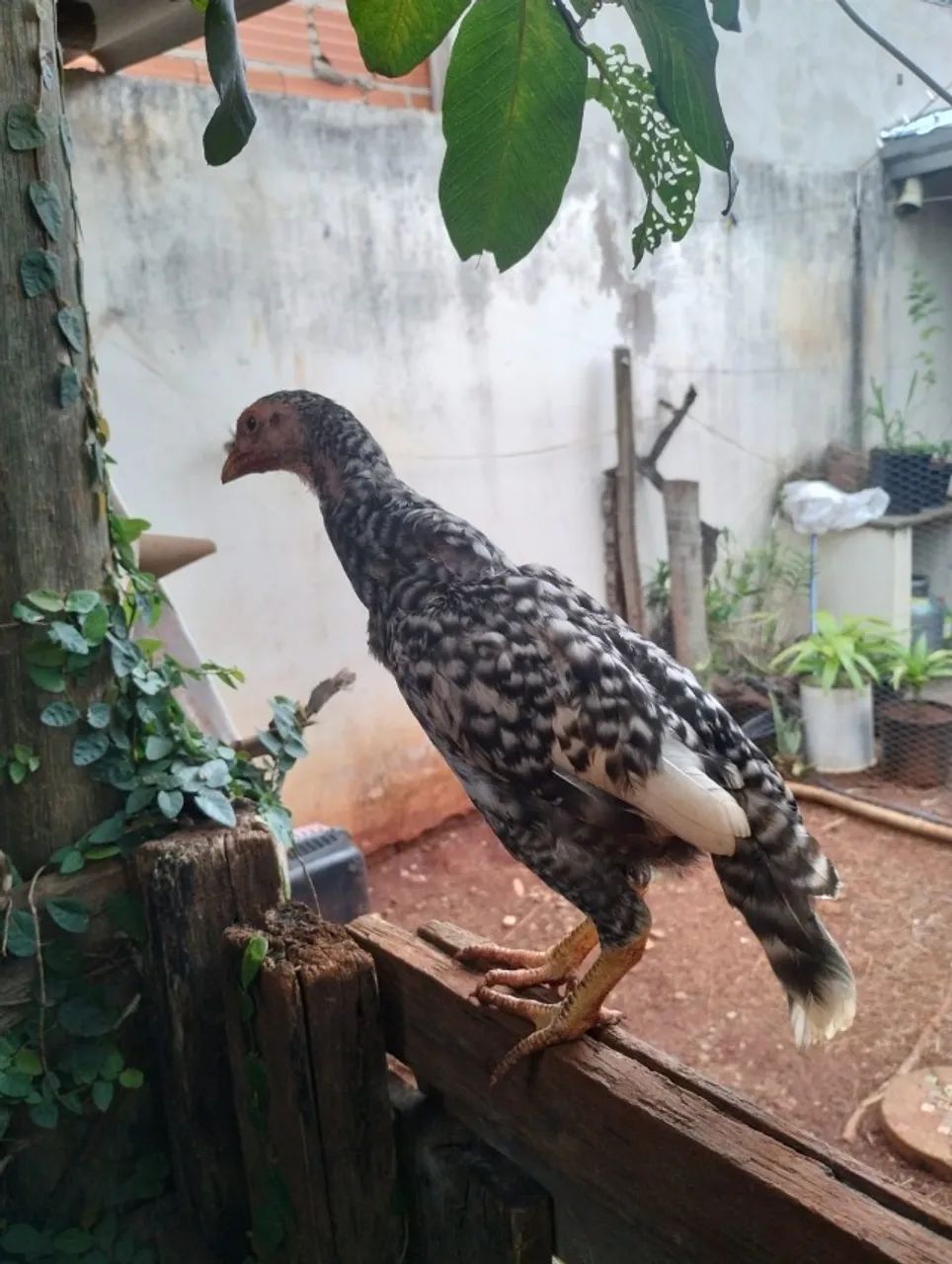 Vende-se aves: diversas raças e tamanhos disponíveis, valores a partir de R$ 15,00  - Foto 2