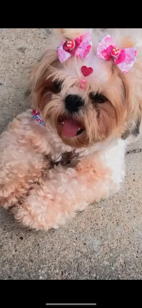 Filhotes  Shihtzu  - Foto 3