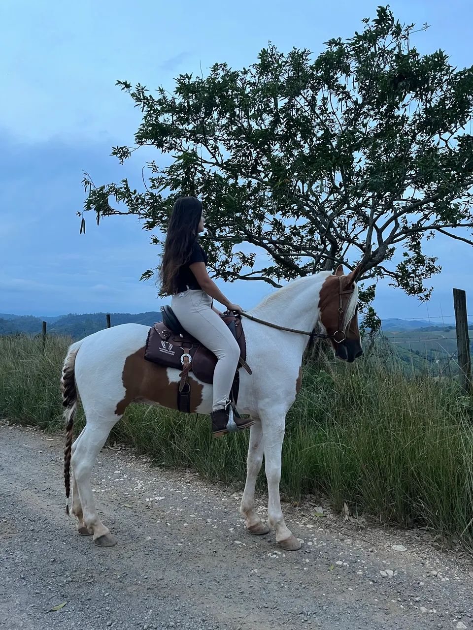 Cavalo 