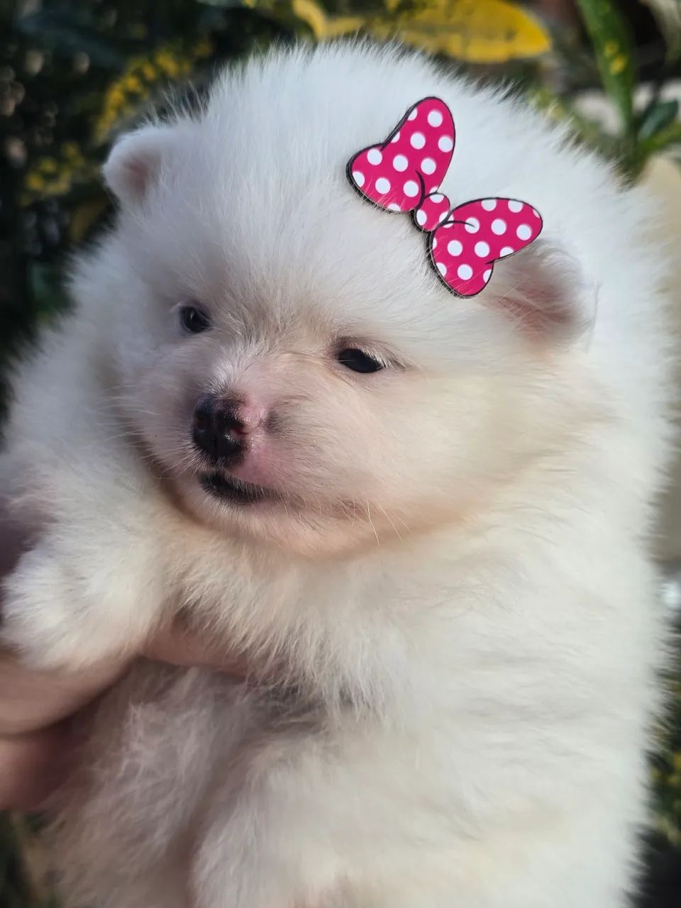 Filhote de Spitz Alemão - Cachorros - Austin, Nova Iguaçu