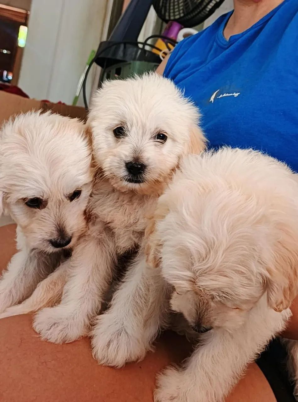 Filhotes de lhasa apsocom com poodle - Foto 3