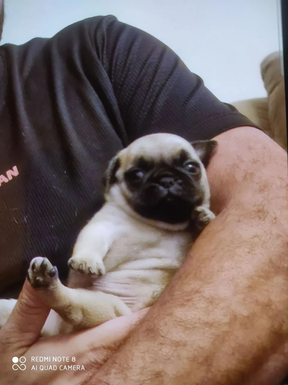 Filhote de Pug  - Foto 5